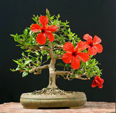 Bonsai Kembang Sepatu