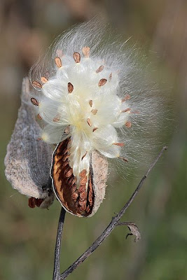 Follicle ~ Rubus Berry Plants