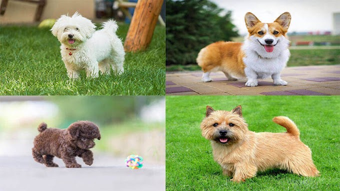 Which Animals are Best for Pets at Home and which are not?