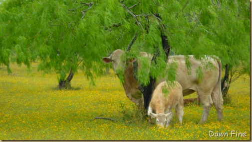 yellow flower farm_022