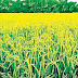 What is the overview of the modern era agriculture sector upon Bangladesh?