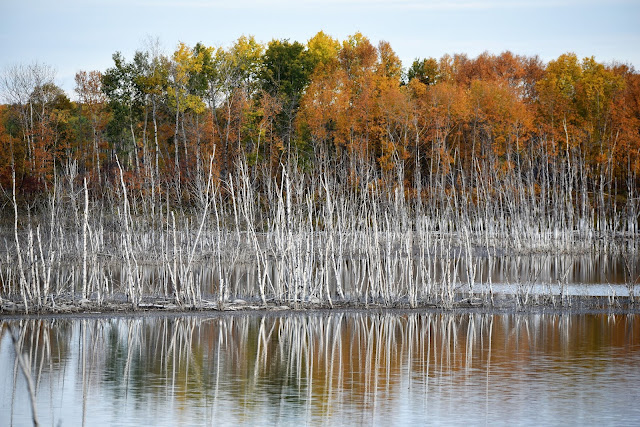 Saskatchewan Fall colours.