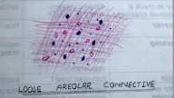 Areolar Connective Tissue Histology : Chapter 3, Page 4 - HistologyOLM 4.0, However, it is found in large quantities and is essential.