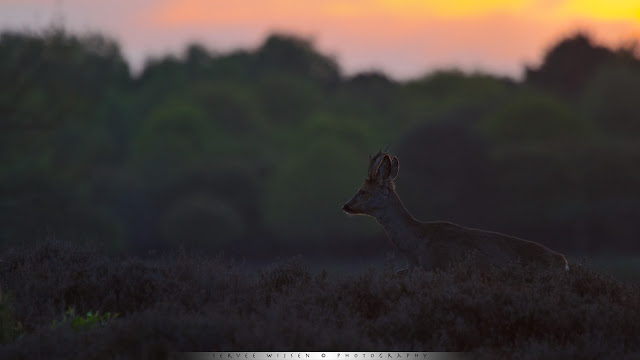 Reebok bij tegenlicht - Roe Deer backlit