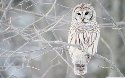 White Owl Wallpapers