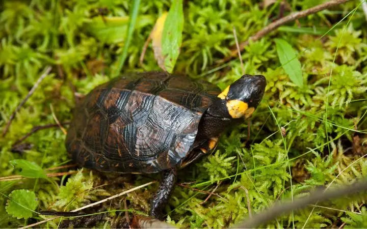 Top 10 Smallest Turtles In The World