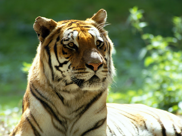 Tiger image