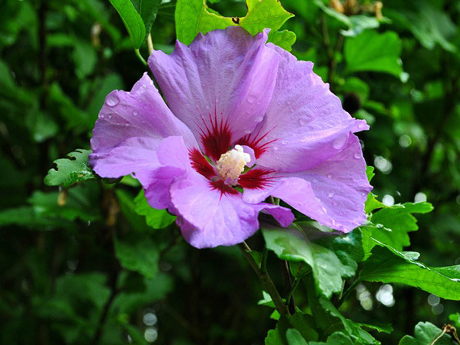 Purple Hibiscus Flower Wallpaper | Desktop Wallpapers