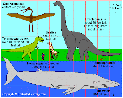 blue whale facts. Blue Whale Fun Facts: