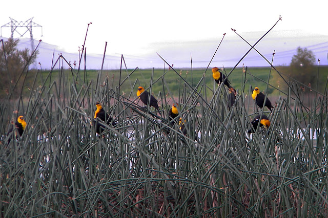 Yellow-headed Blackbirds at Vic Fazio Wildlife Are Yolo County California