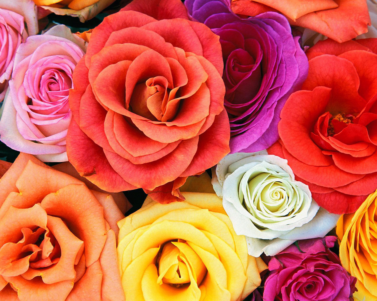 flowers wallpapers love blooms roses bunch of flowers