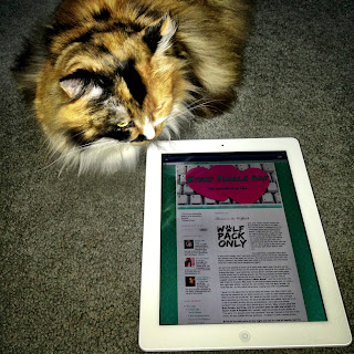 cat reading blog