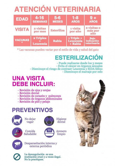 Guía Completa de Atención Veterinaria para Tu Gato: Cuidados Esenciales para su Salud y Felicidad