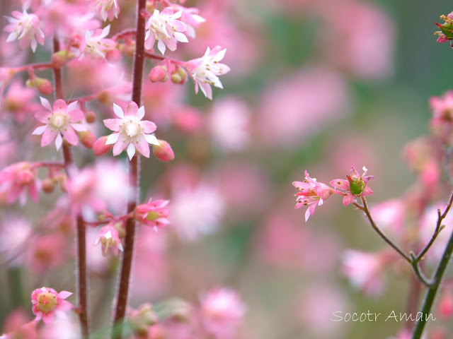 Heuchera