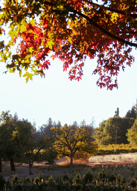 Autumn Color at Apple Hill California 2022