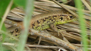 Lacerta agilis agilis female DSC54873