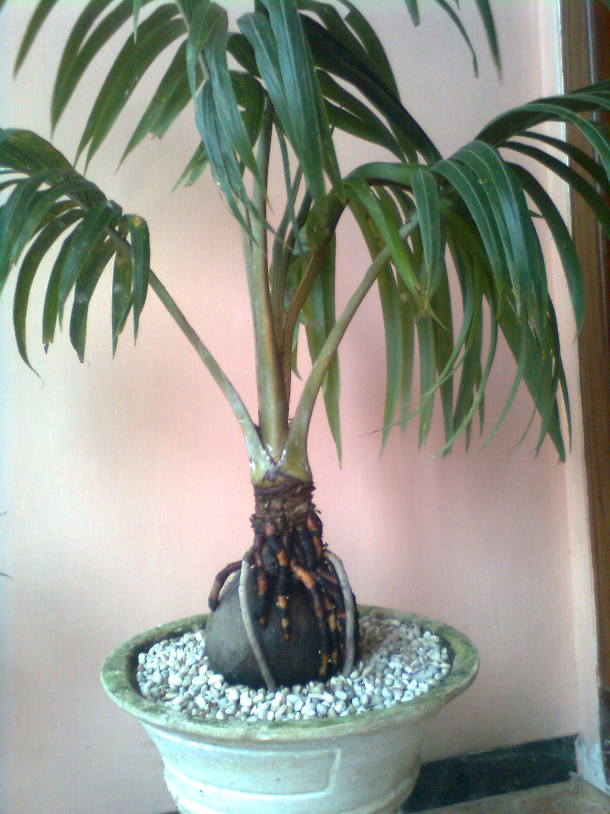 BONSAI KELAPA: November 2010