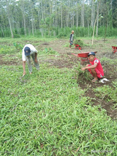 Rumput gajah lokal rumput gajah paitan di Magetan jawa timur dari kebun kita April Tahun 2024