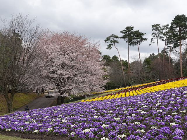 とっとり花回廊　花の丘