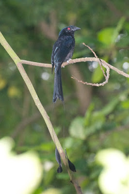 Greater Racket-tailed Drongo (Dicrurus paradiseus) 