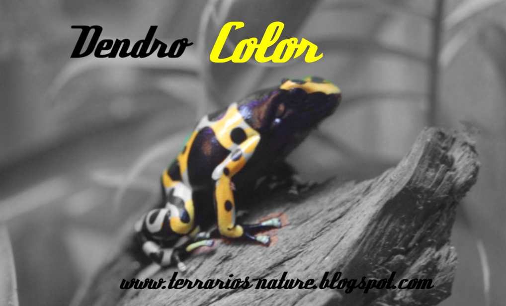 Fichas informativas