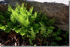 IMG_0042_1