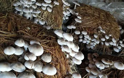 How to Do Mushroom Harvesting in India?