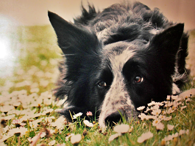 Border Collie