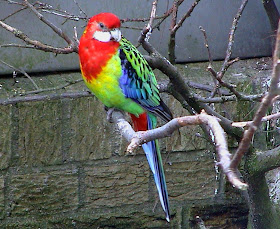 Eastern Rosella Birds Photo