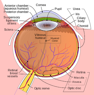 Schematic diagram of the human eye