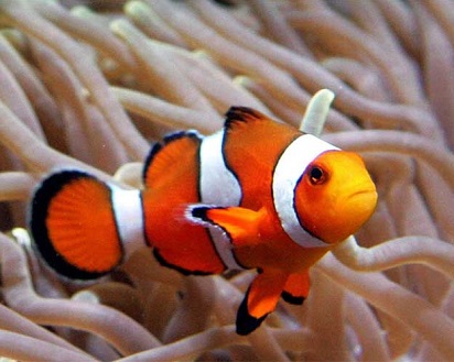  Ikan  Hias  Aquarium  yang  Mudah Dipelihara dan Cantik  Ikan  