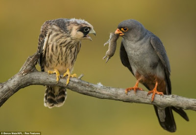 مجموعة مميزة من صور الحياة البرية Wildlife Photos للمصور العالمي بينس ميت