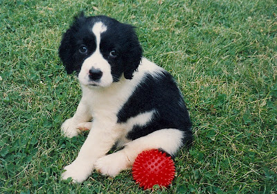 Spaniel English Springer is Most Popular!!!!