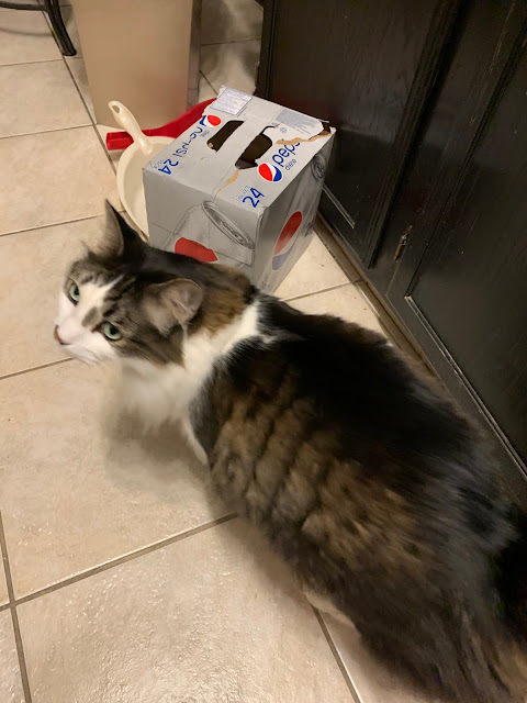 Kitty in his natural habitat.