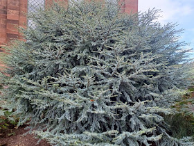Green Prince Cedar of Lebanon - A Dwarf That Only Grows to 4 Feet Tall 1  -Year Live Plant