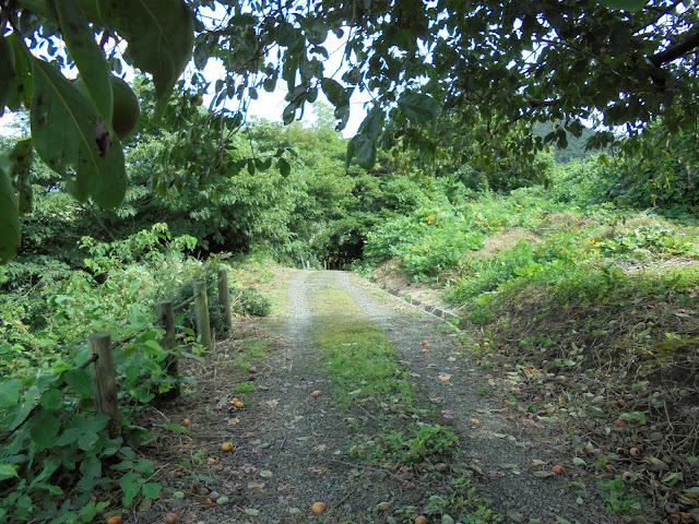 歩道には柿の木が植えてありました