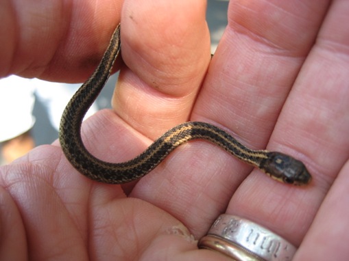 List-smallest-animals-in-the-World_www.wonders-world.com_1