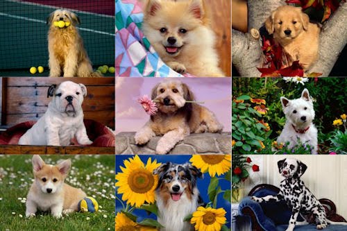 Wallpapers de perritos para pc, laptop y netbook 