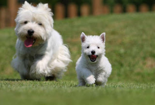 Raza de perro West Highland Terrier