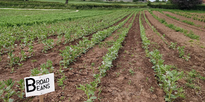 Broad Beans Crop Bearstone fruit farm - PYO - Market Drayton