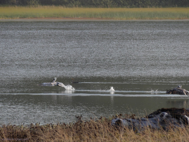 pelicans running across the water to fly