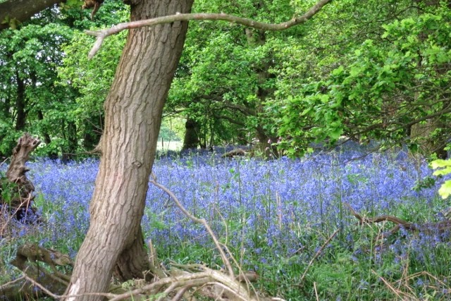 ５月に歩くブルーベルの森