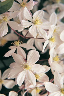 Clematis armandii 'Apple