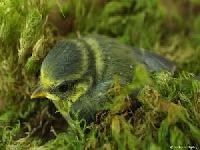 juvenile blue tit