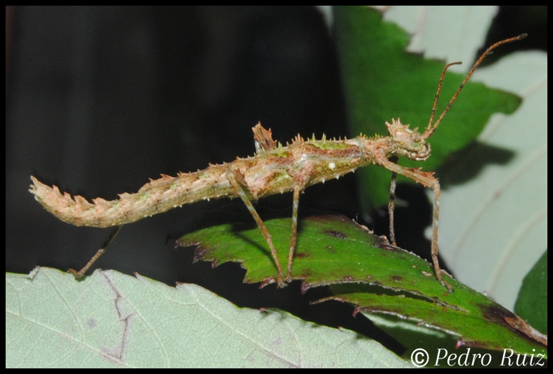 Ninfa hembra L2 de Trachyaretaon sp. aurora, 2,2 cm de longitud