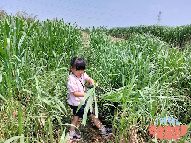 高雄親子景點：禾光牧場-羊咩咩的家 免費體驗擠羊奶 自己動手割牧草 零距離餵小羊喝ㄋㄟㄋㄟ-10