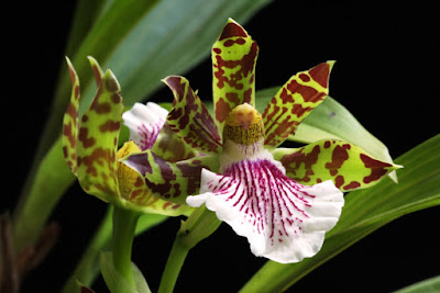 Zygopetalum crinitum care and culture