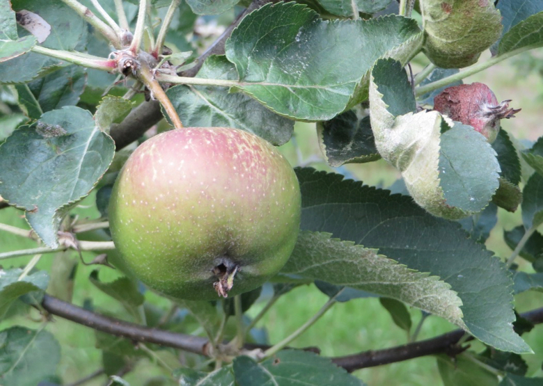 Unripe but partially blushed apple on the branch