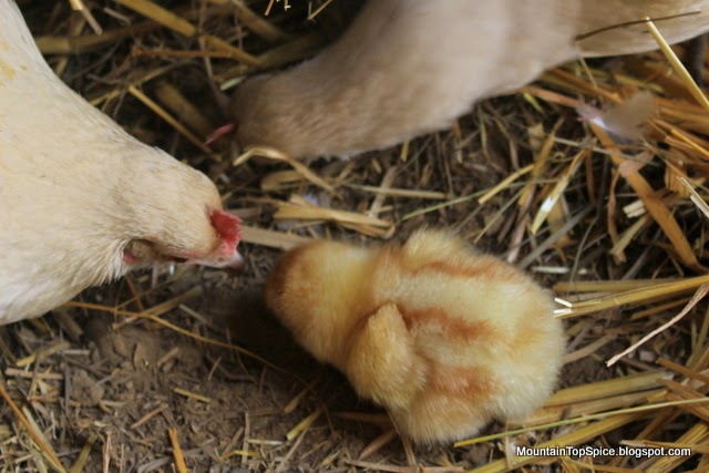 Sure enough, I began moving the hens - who got VERY angry with me 