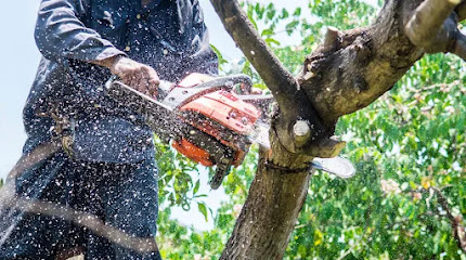 Stump Grinding Orlando.
